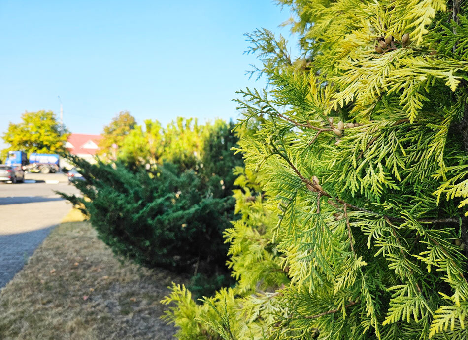 Ветрено и тепло будет сегодня в Беларуси