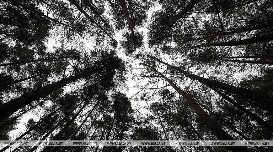 В Кличевском районе в лесу потерялся пенсионер, поиски продолжаются