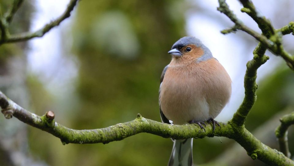 До +13°С и преимущественно без осадков будет сегодня в Беларуси