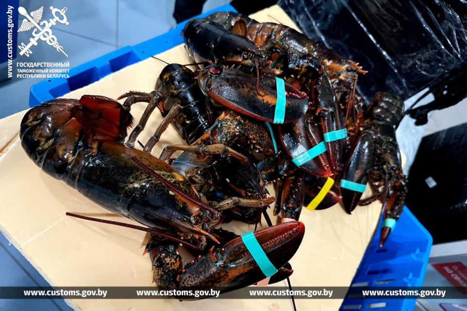 Россиянин пытался незаконно ввезти в Беларусь 120 кг живых лобстеров на BYN 29 тысяч