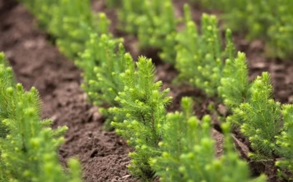 Министерство лесного хозяйства Беларуси проведёт акцию по восстановлению ветровально-буреломных участков