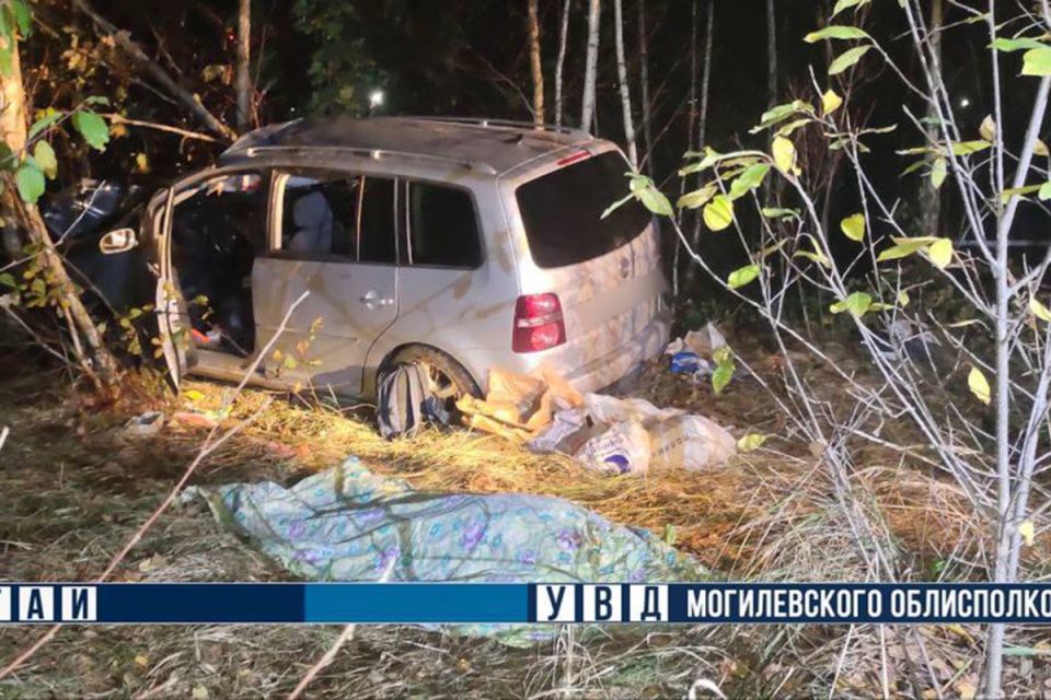 В Могилевском районе легковушка столкнулась с лосем — водитель погиб