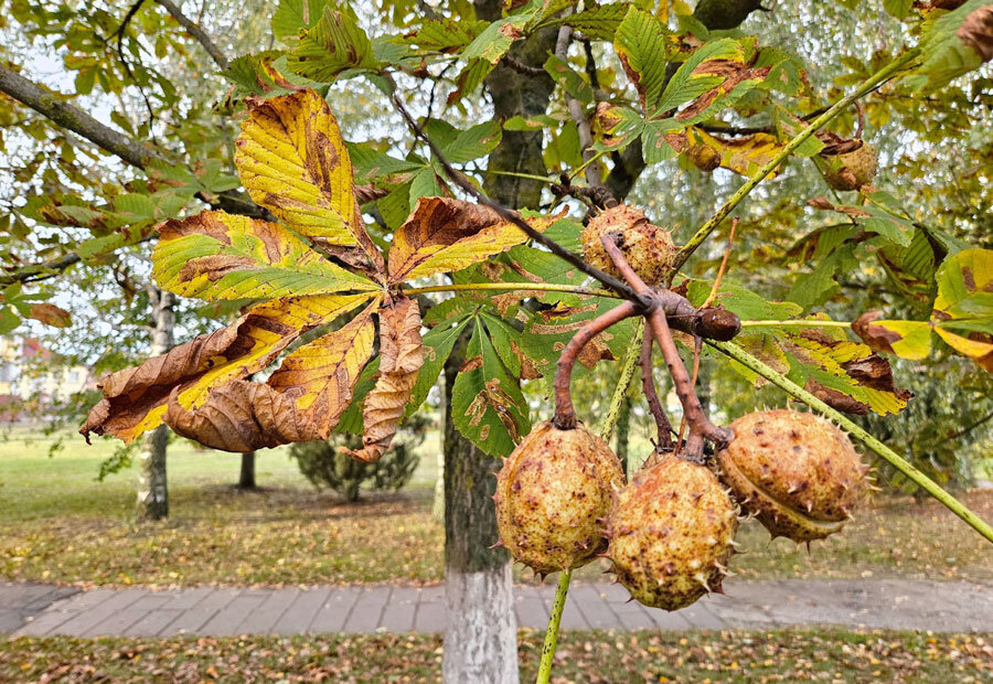Переменная облачность и преимущественно без осадков ожидается сегодня в Беларуси