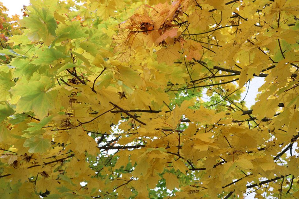 Облачная с прояснениями погода ожидается сегодня в Беларуси