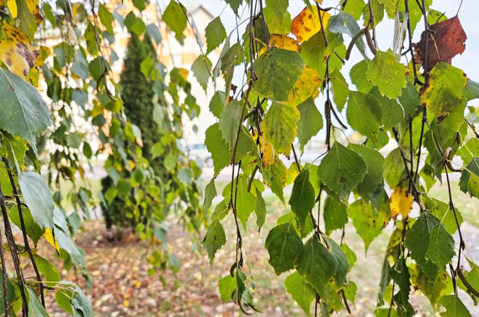 Дождливая погода прогнозируется сегодня на большей части территории Беларуси