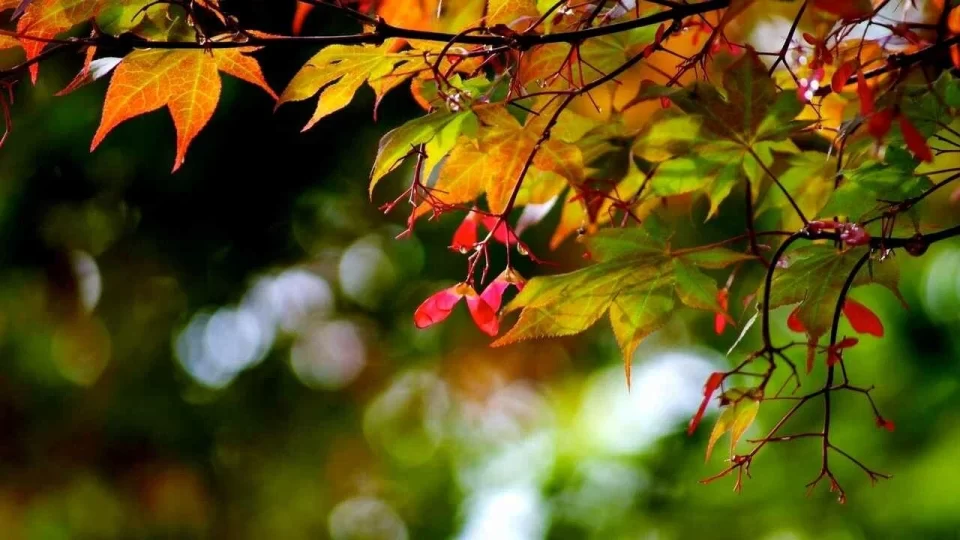 Дождливо и облачно. Какой будет погода в Беларуси сегодня