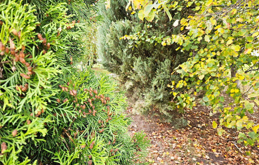 Дожди и до +12°С ожидается сегодня в Беларуси