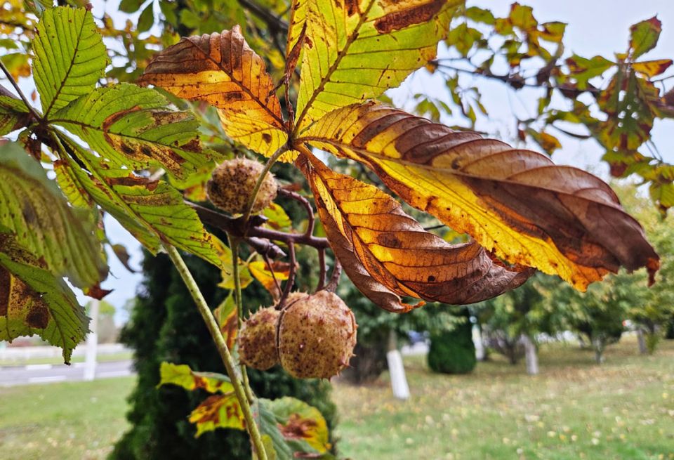 Облачная с кратковременными дождями погода прогнозируется в Беларуси