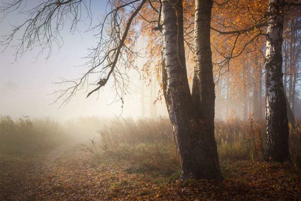 До +8°С и без осадков будет сегодня в Беларуси