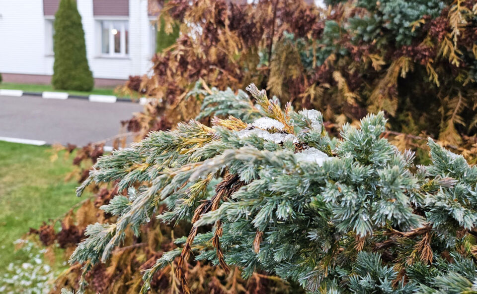 Слабый гололед и до +6°С прогнозируют синоптики на сегодня