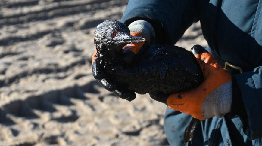 В Анапе спасли более 1300 птиц, пострадавших от мазута