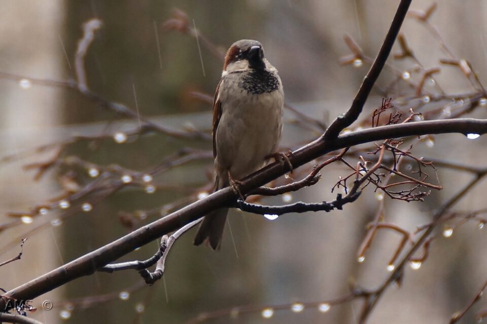 Где в Беларуси ожидаются дожди и мокрый снег, рассказали в Белгидромете