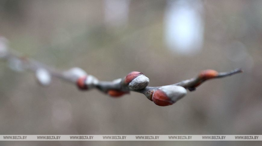 Дождь и до +9°С будет в Беларуси 26 января