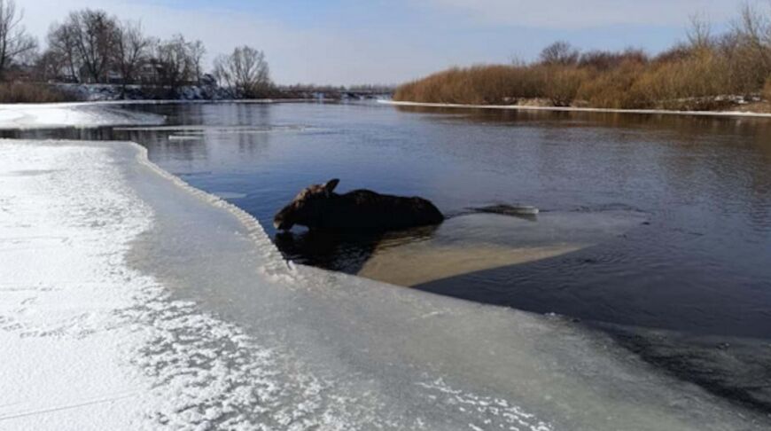 Лось провалился под лед