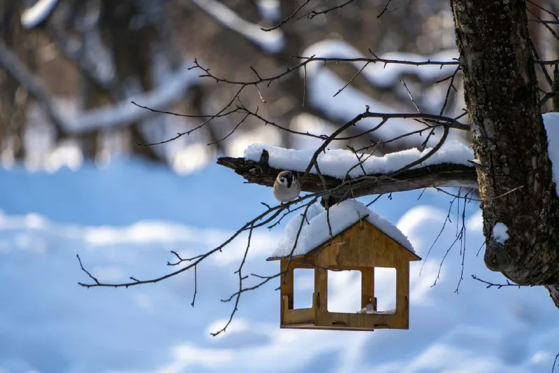 Мокрый снег и до +2°С прогнозируется сегодня в Беларуси
