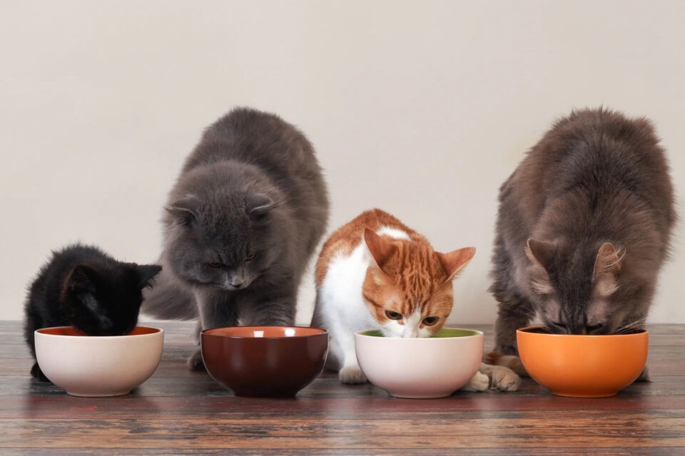 Как правильно выбрать миску для кошки
