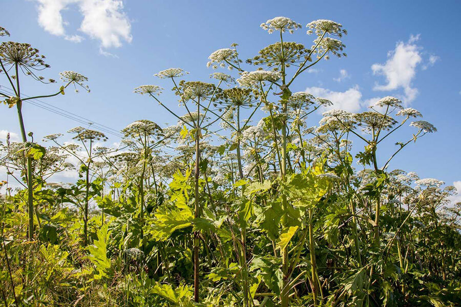 Меры по уничтожению борщевика Сосновского в 2025 году примут в Беларуси на территории свыше 5 тыс. га
