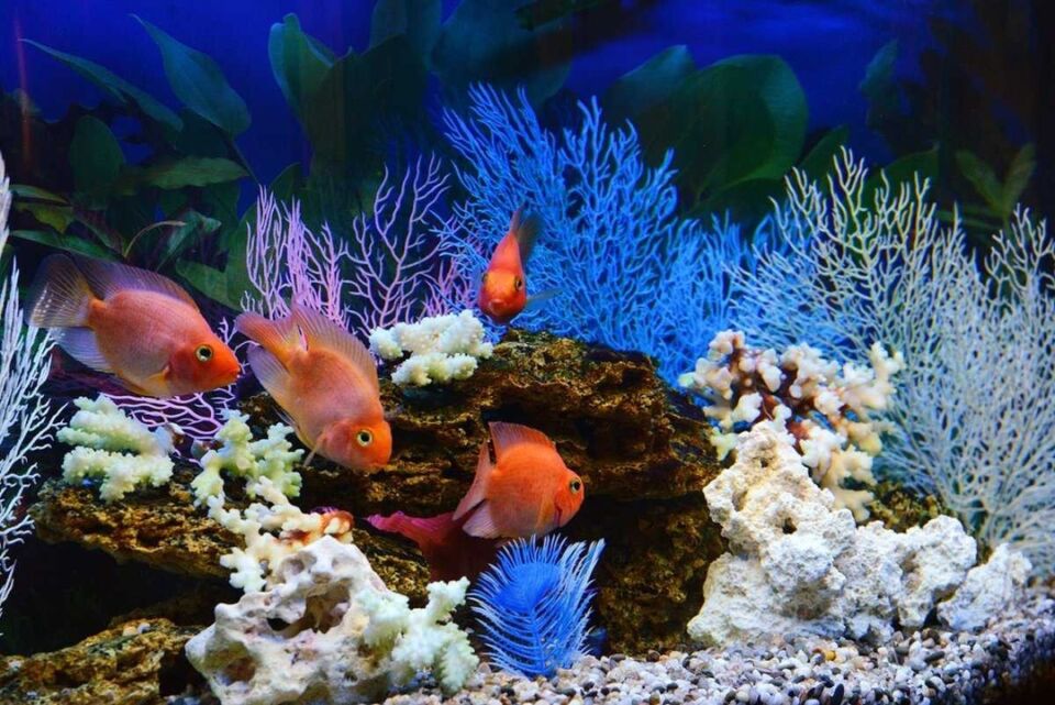 Как часто нужно кормить аквариумных рыб и какой корм лучше использовать