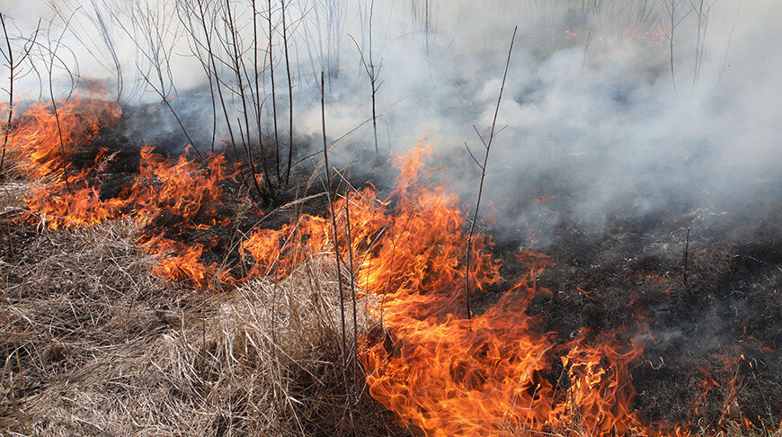 Гослесохрана за прошедшие сутки ликвидировала 19 лесных пожаров