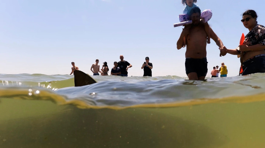 В Израиле мужчина пропал после купания с акулами