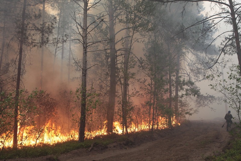 Восемь лесных пожаров ликвидированы в Беларуси за сутки