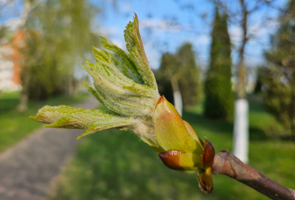 До +29°С и местами грозы ожидаются в Беларуси