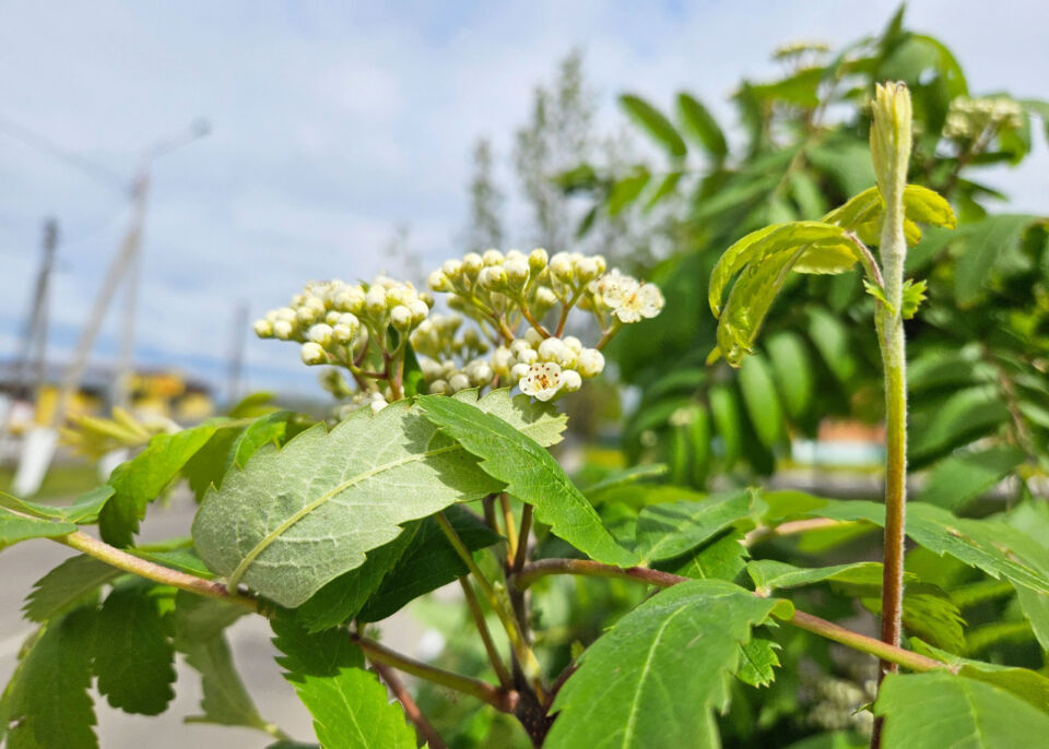 Сегодня в Беларуси облачно с прояснениями