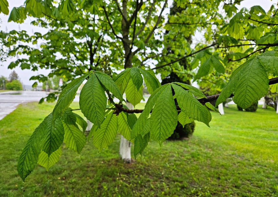 Приметы на 19 мая: что нельзя делать в день Иова Горошника