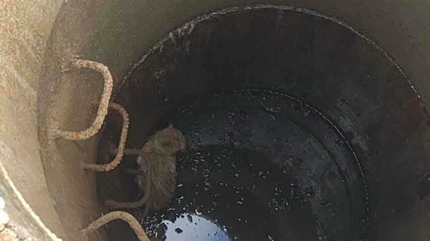 В Миорах кот упал в 3-метровый технический колодец, его спасли работники МЧС