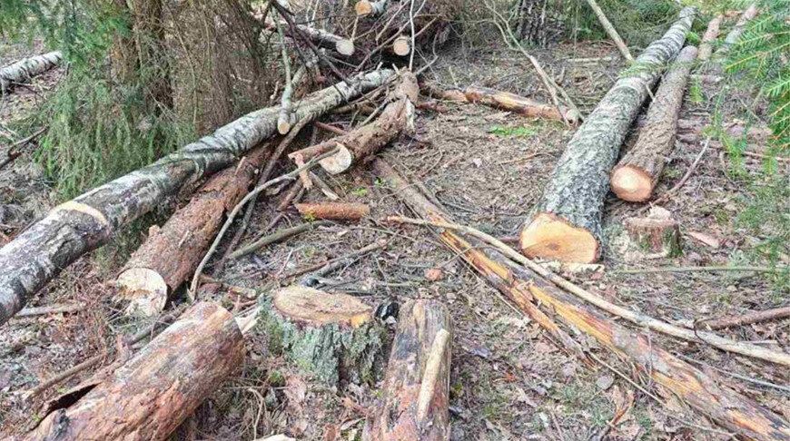 При валке леса в Краснопольском районе погиб работник