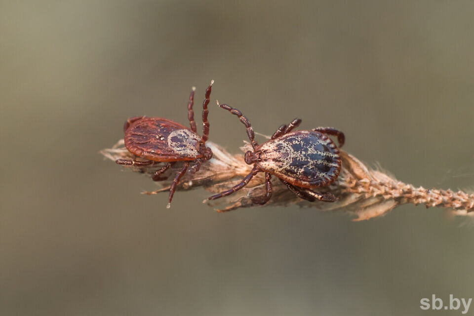 Эпидемиологи рассказали, когда исследование укусившего человека клеща проводится бесплатно