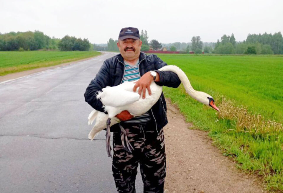 Не прошёл мимо птичьей беды: помощь раненому лебедю оказал неравнодушный житель Круглянского района, многоопытный труженик КСУП «Круглянский-Агро» Михаил Бобков