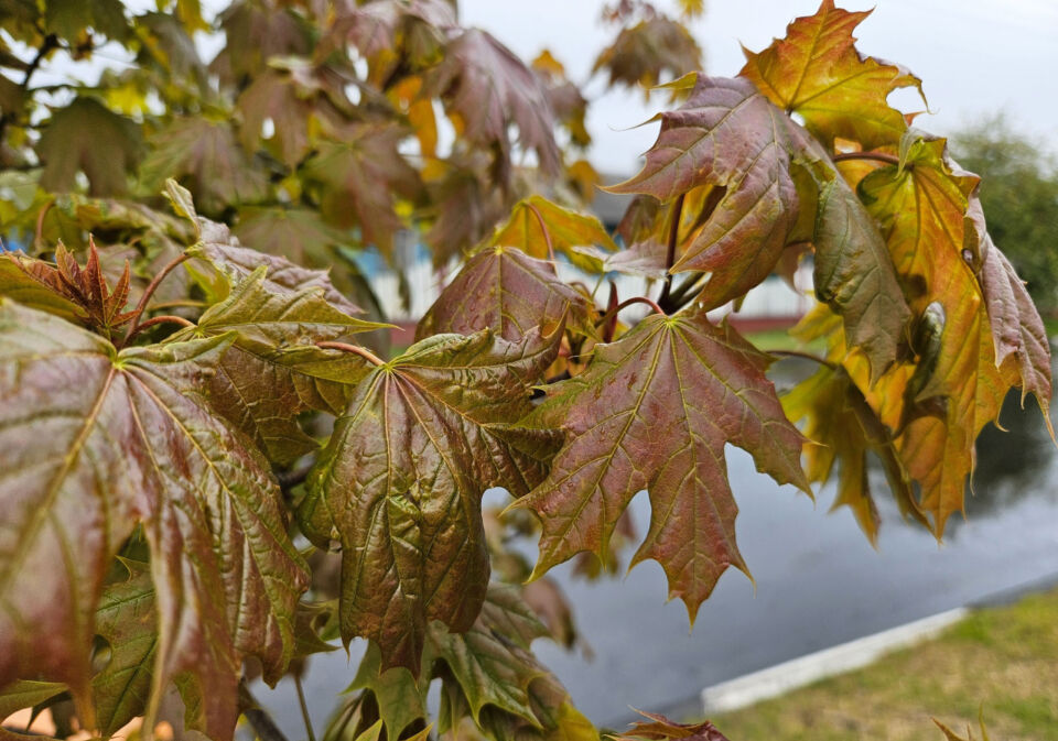 Народные приметы на 30 мая 2025 года: что нельзя делать в день Евдокии Свистуньи