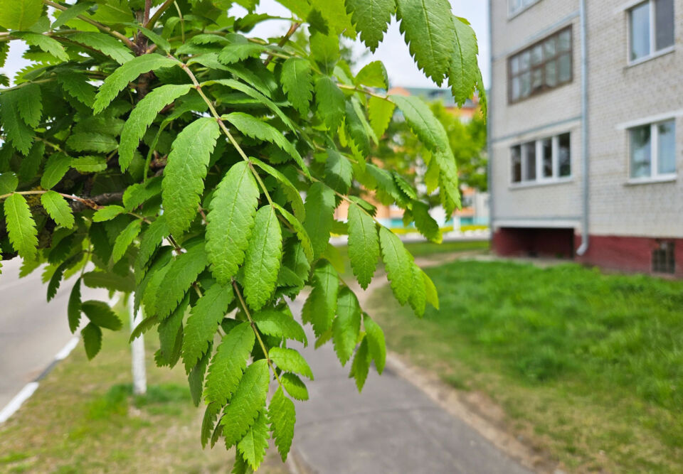 Дождливая погода с грозами ожидается сегодня в Беларуси