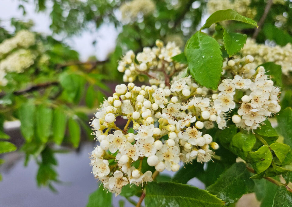 Сильные дожди и грозы ожидаются сегодня в Беларуси