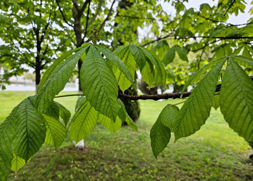 Сильные дожди и грозы ожидаются сегодня в Беларуси