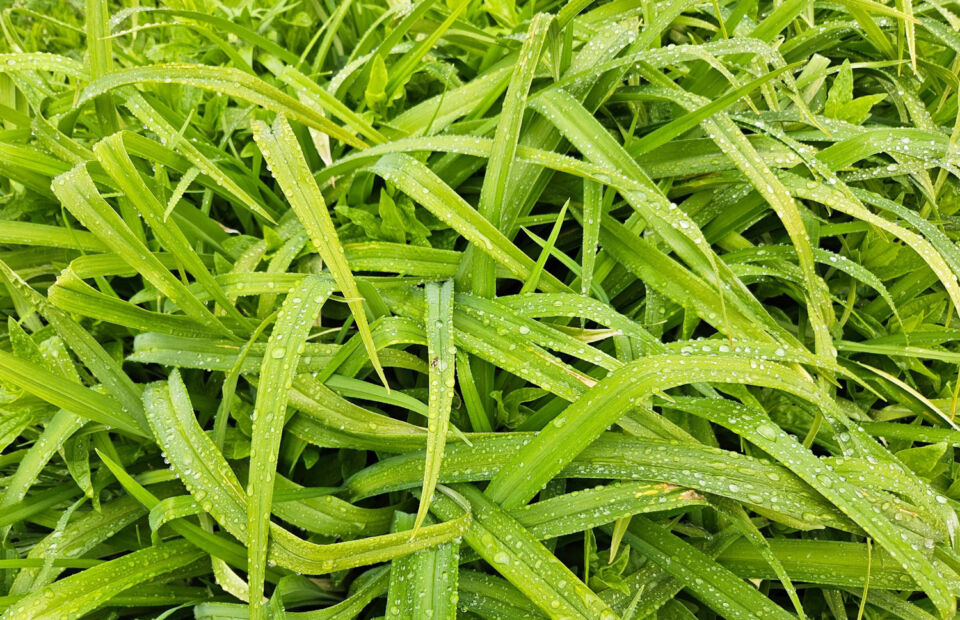 Дождливая погода с грозами ожидается сегодня в Беларуси