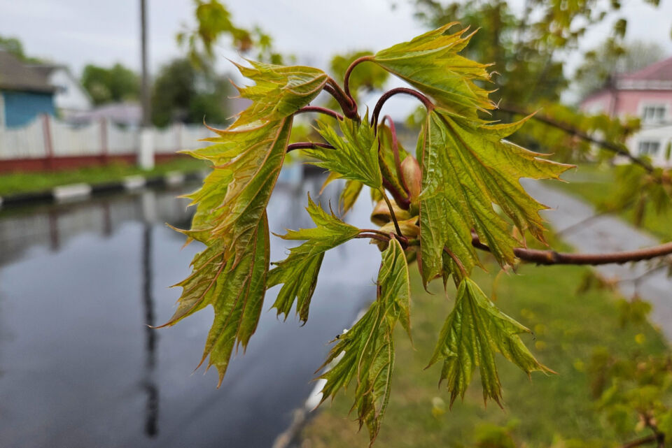 Народные приметы на 23 мая 2025 года: что нельзя делать в Симонов день