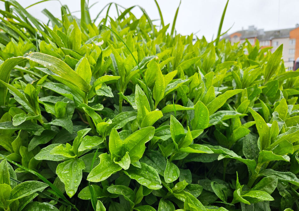 Ненастная погода с грозами ожидается в Беларуси