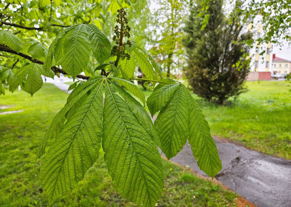 Облачная погода с дождем и грозами ожидается сегодня в Беларуси