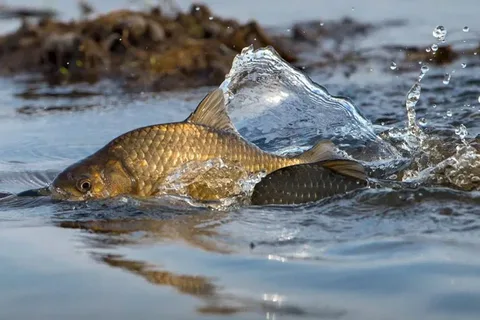 На территории Могилевской области проходит специальное комплексное мероприятие «Нерест»