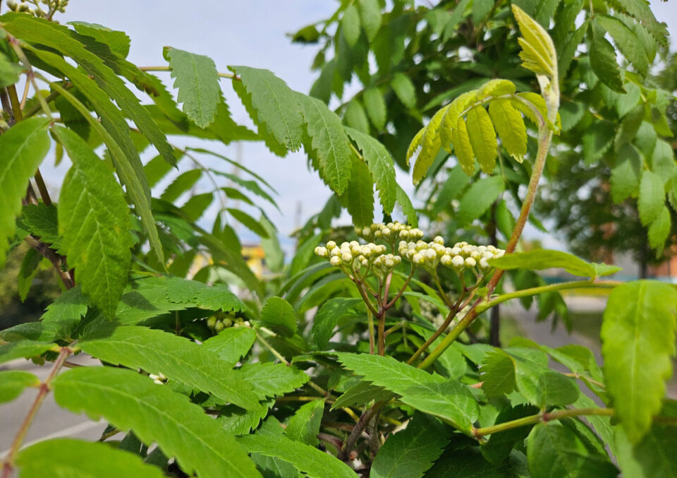 Оранжевый уровень опасности из-за гроз объявлен сегодня в Беларуси