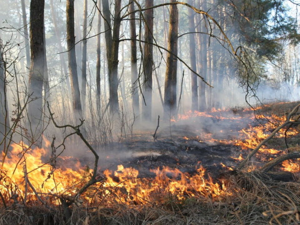 Десять лесных пожаров потушили в Беларуси за сутки