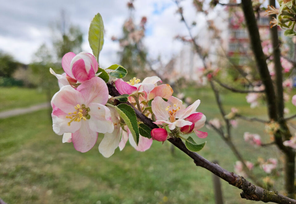 До +15°С и местами небольшие осадки прогнозируются в Беларуси