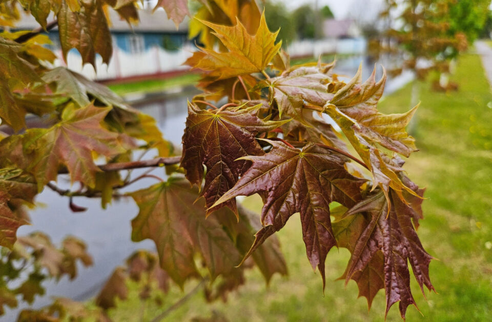 Впереди жаркие деньки? Погодные приметы на 16 мая