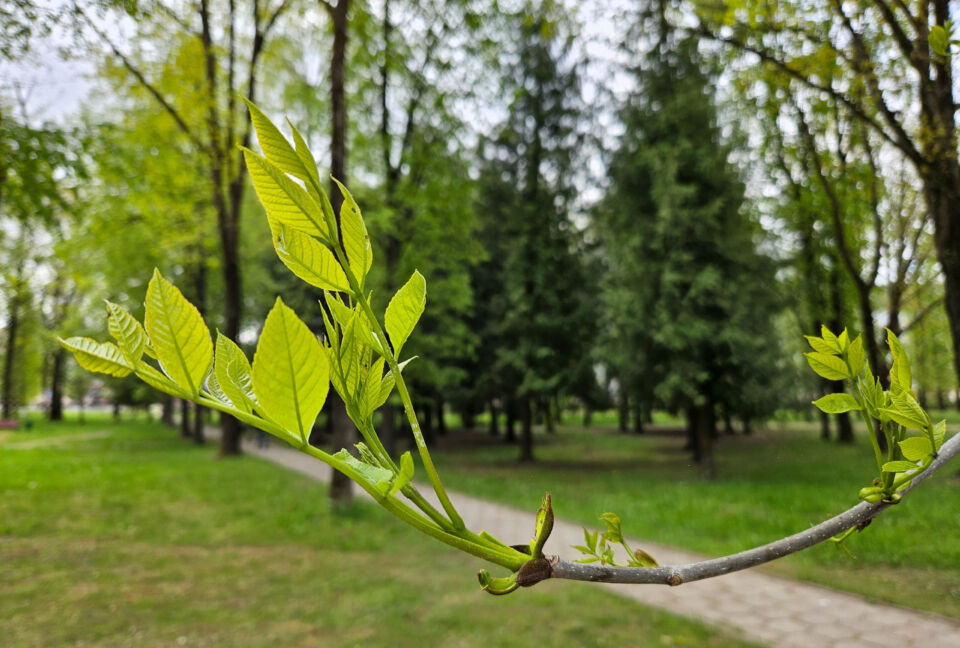 До +17°С и кратковременные дожди ожидаются в Беларуси