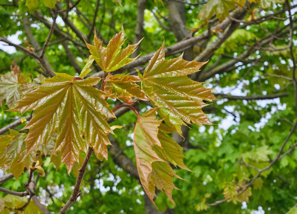 Слабый туман и в основном без осадков будет сегодня в Беларуси
