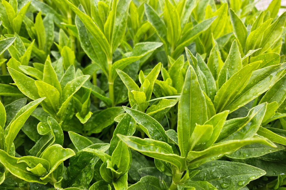 Дожди прогнозируют на большей части территории Беларуси