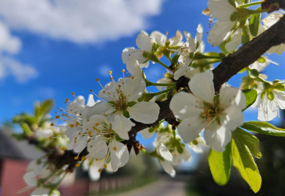 ФОТОФАКТ. В Круглом зацвели сады