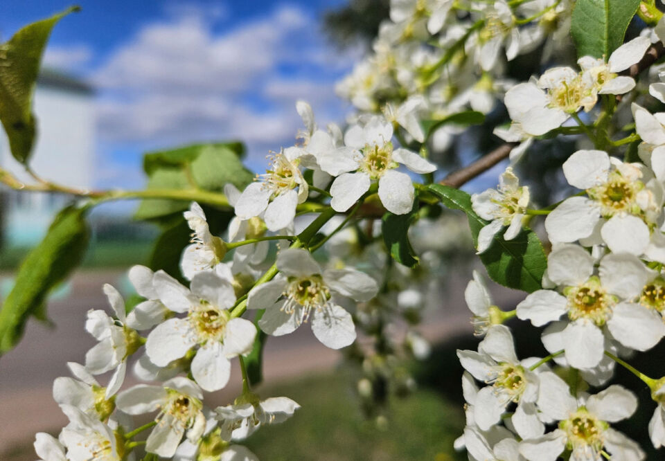 Облачно с прояснениями и до +18°С будет сегодня в Беларуси